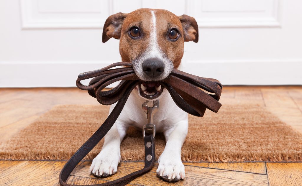 Paso 2: Colocar la medalla